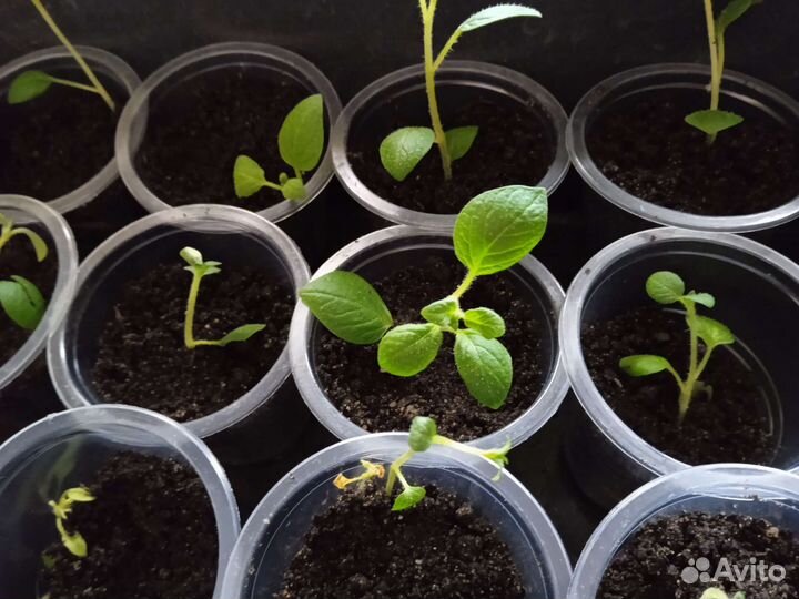 Рассада картофеля сорт Гала