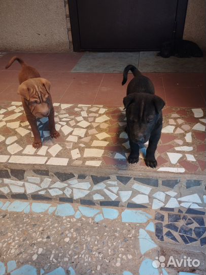 Щенки шарпей