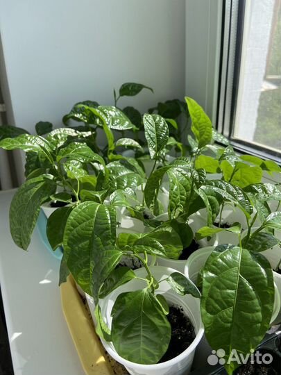 Саженцы маракуйя