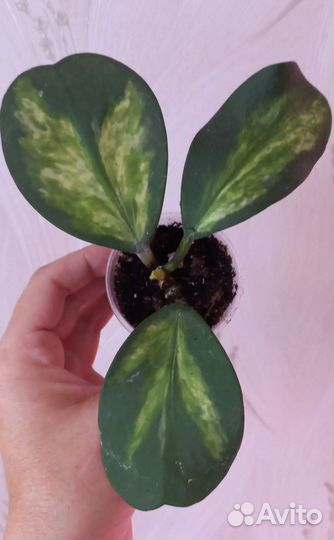 Хойя Нoya Kеrrii Spоrt Сеntrе