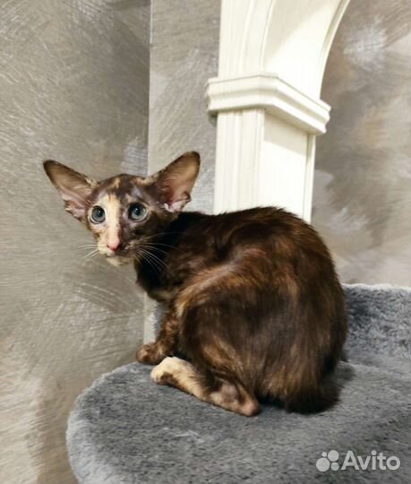 Ориентальные малышки