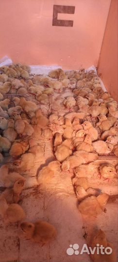 Перепела суточные