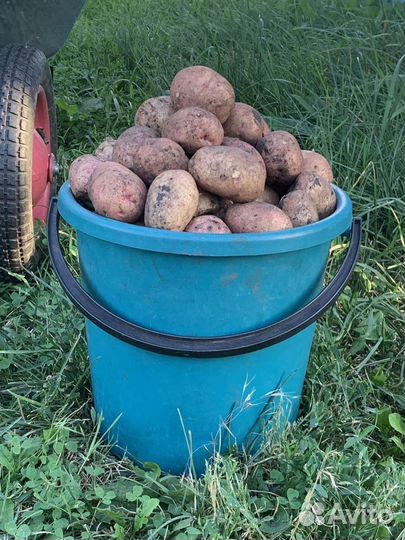 Картофель с собственного огорода