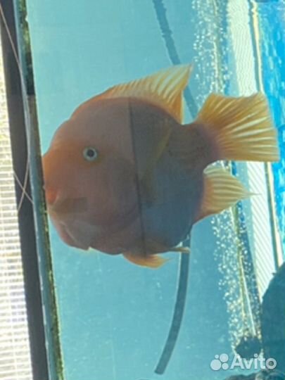 Выполняю задания, касающиеся русского языка