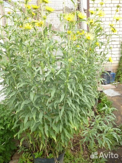 Цветы для сада