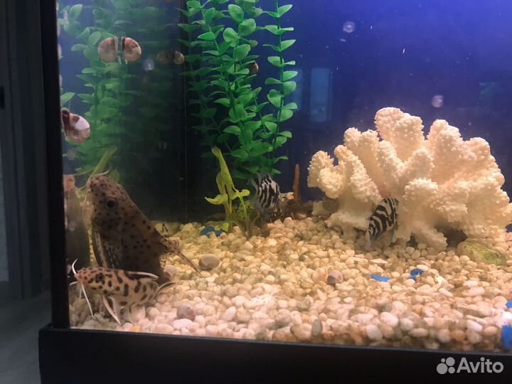 Аквариум