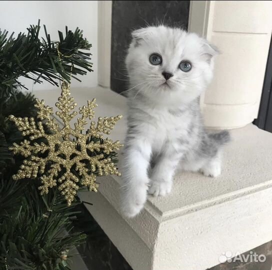 Шотландские котята