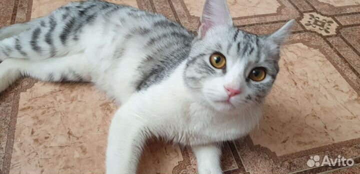 Котик в добрые руки