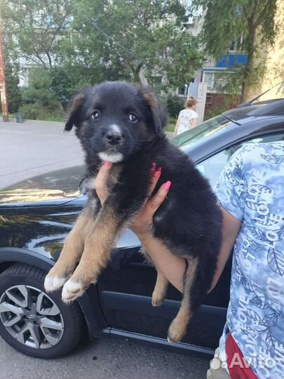 Отдам бесплатно щенки