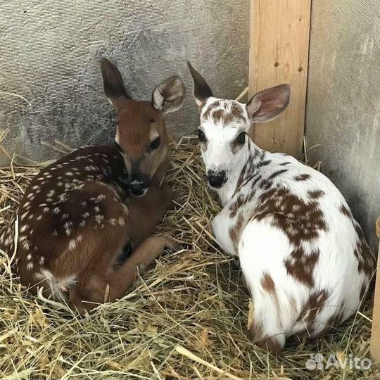 Детские Развивающие игрушки