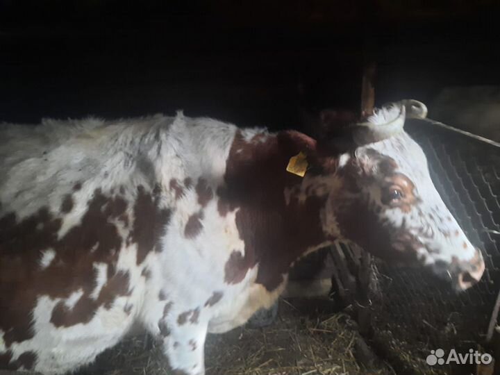 Корова молочная 12-24л