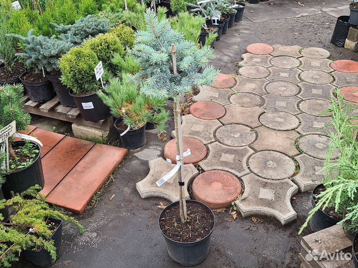 Голубая ель Монтгомери на штамбе-5500