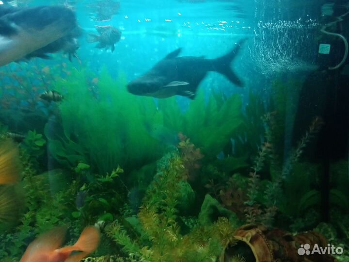 Отдам рыб самов касаток