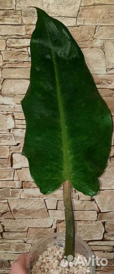 Филодендрон Карамель крем или Осенняя королева