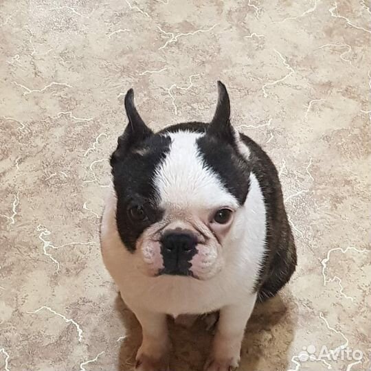 Мальчик для вязки бостон-терьер Шонику 6 лет