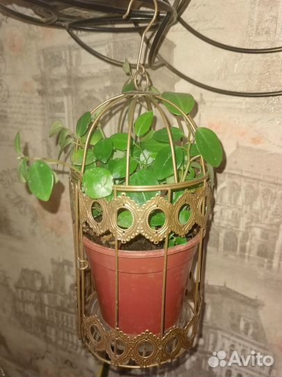 Пеперомия мелколистная ампельная