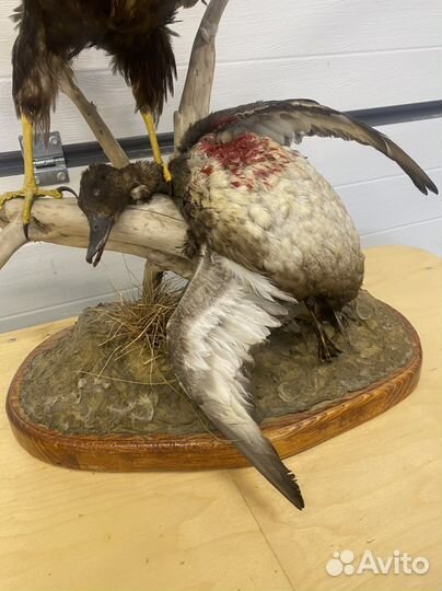 Чучело птицы