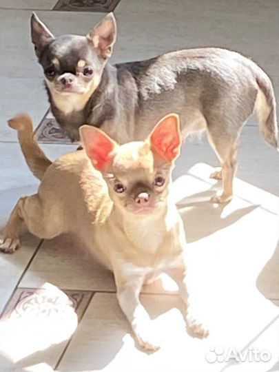 Щенки чихуахуа