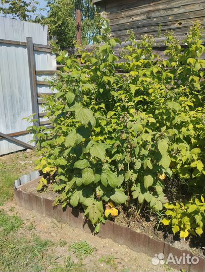 Малина Ремонтантная