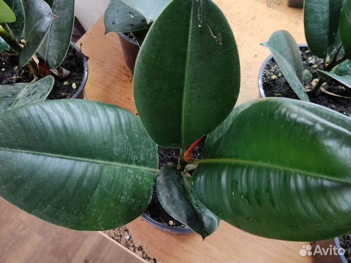 Фикус каучуконосный эластика