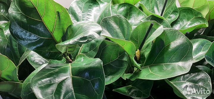 Фикус лирата бамбино 50 см