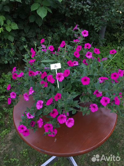 Петуньи в кашпо