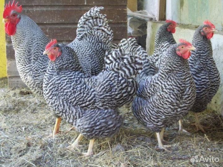 Куры молодки несушки