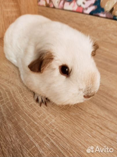 Морские свинки Калифорния