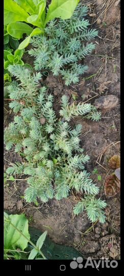 Саженцы для сада