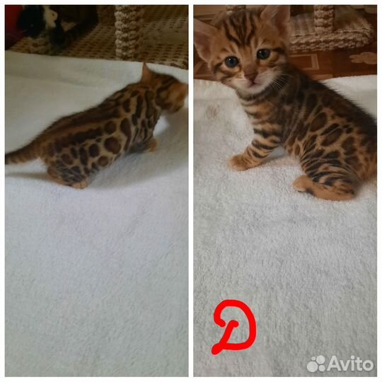 Бенгальские котята