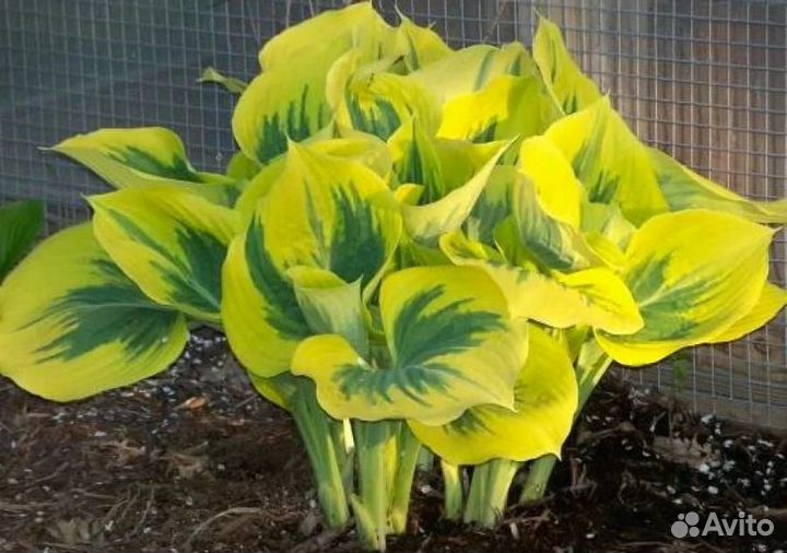 Хосты. Лучшие и экзотические сорта