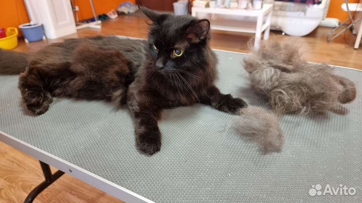 Стрижка/ Тримминг/ Экспресс линька собак и кошек