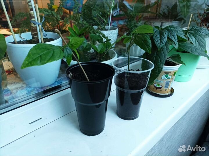 Клеродендрум томпсона