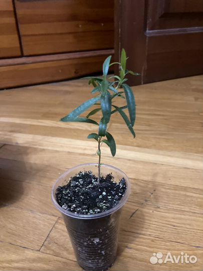 Каллистемон