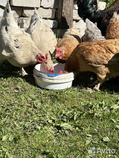 Курицы несушки домашние
