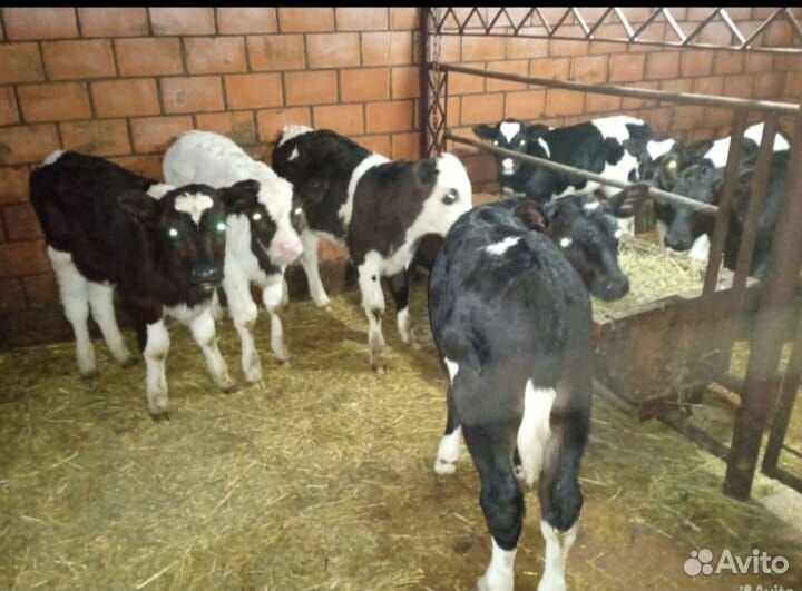 Бычки и тёлочки