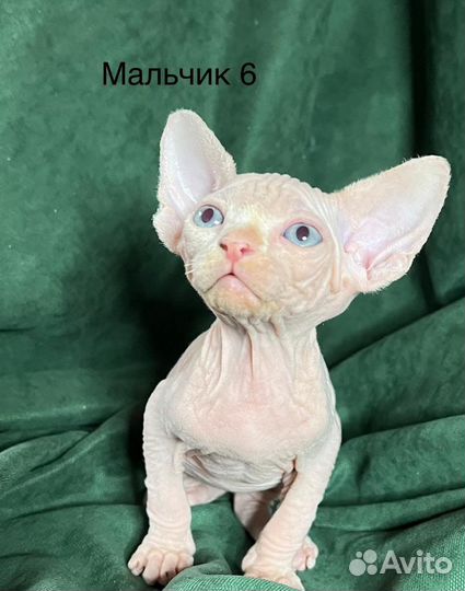 Канадский сфинкс