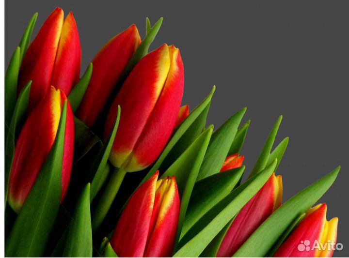 Тюльпаны оптом от производителя Bang Kok