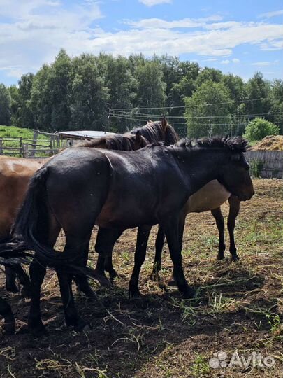 Лошадь жеребец