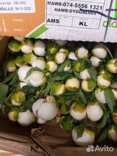 Пионы опт коробка цветы доставка Москва