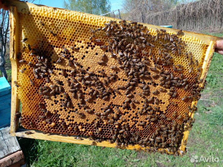 Пчелосемьи