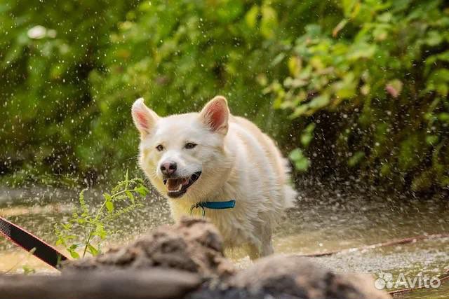 Собака в добрые руки