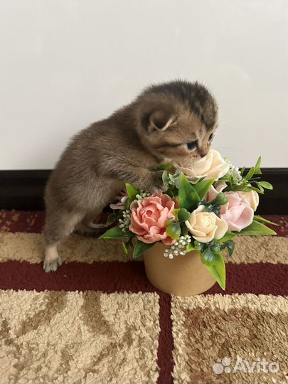 Шотландские котята