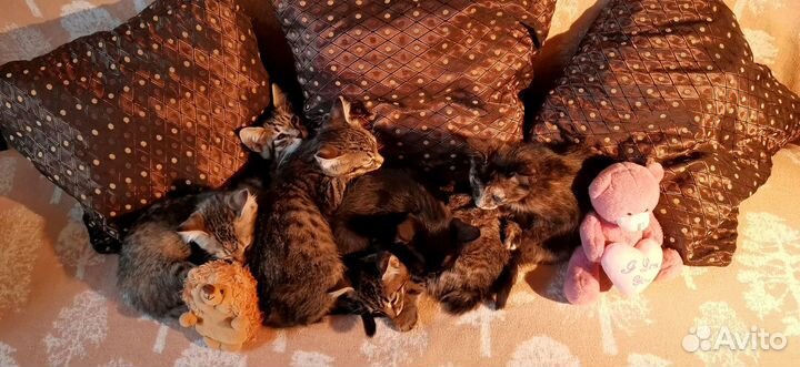 Отдаем котят в добрые ручки