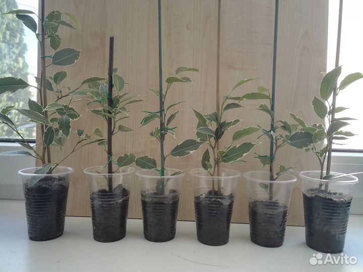 Фикус бенжамина пестролистный мелколистный 