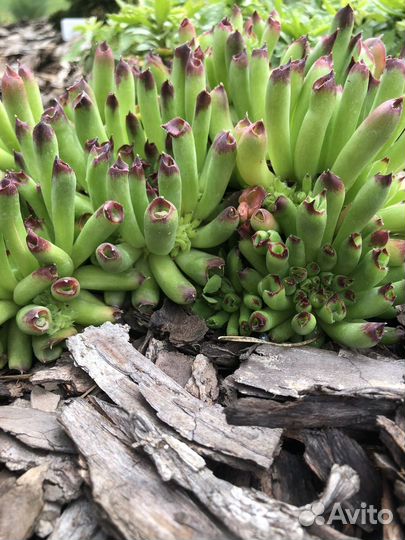 Молодило каменная роза