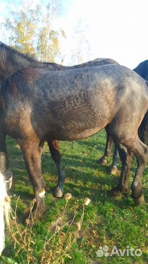 Лошадь обученная