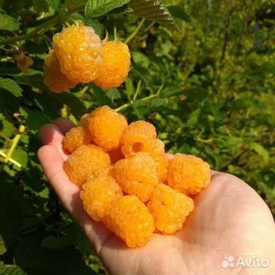 Саженцы малины 