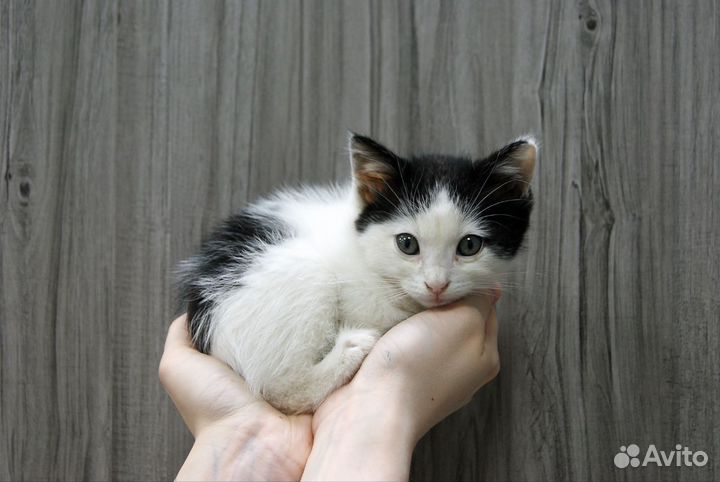 Похититель сердечек Домино ищет дом