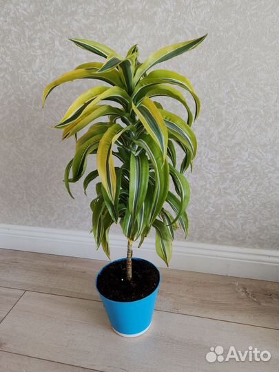 Драцена:лимонлайм, маргинататриколор, Юкка,Хамедор